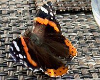 IMG_2855