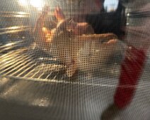 IMG_5439