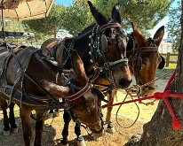 IMG_3065